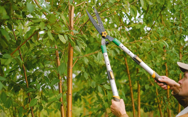 Tree trimming in Eagleville, MO
